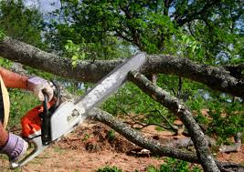 Why Choose Our Tree Removal Services in La Verkin, UT?