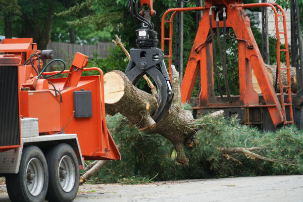 Reliable La Verkin, UT  Tree Services Solutions